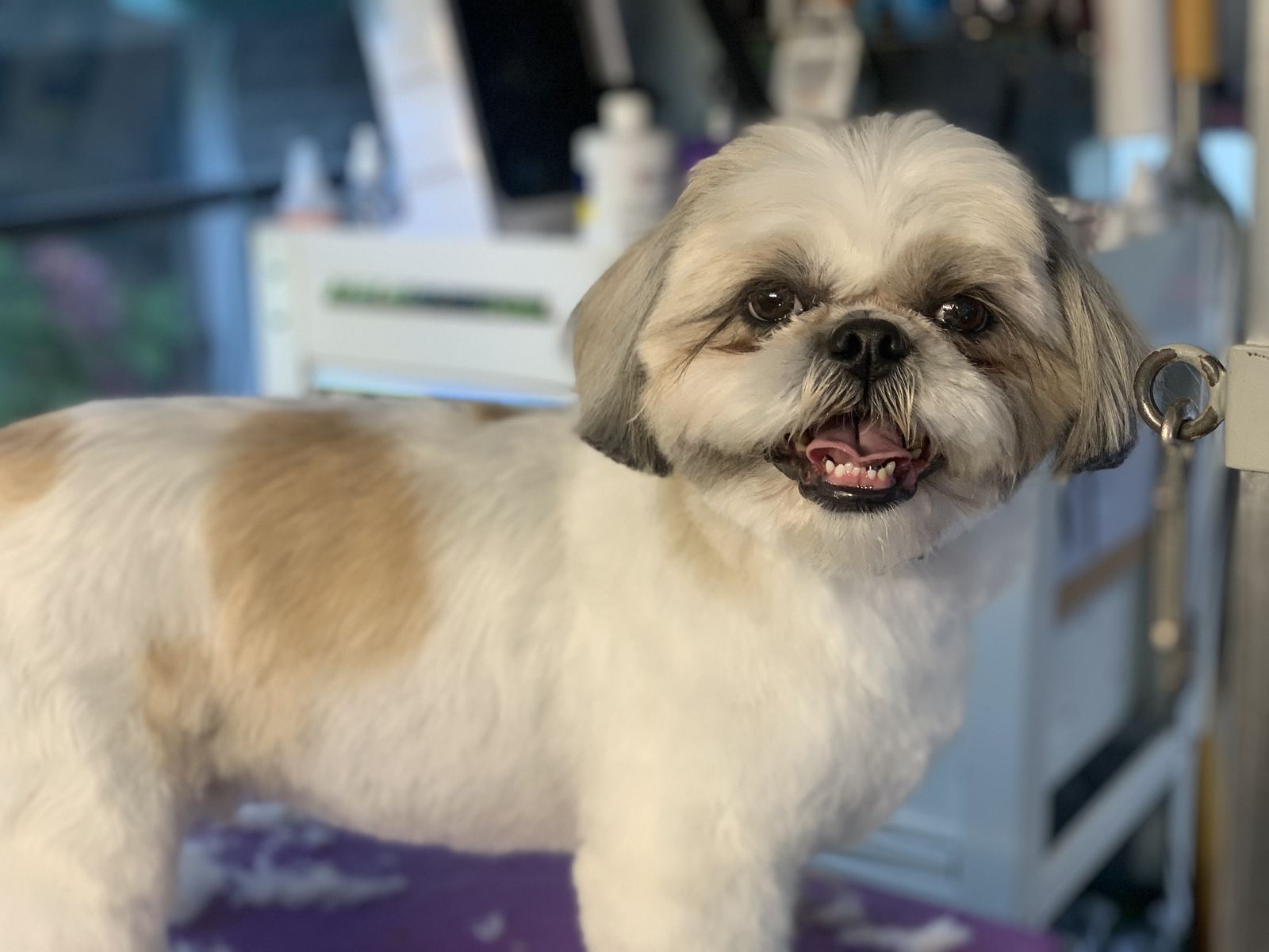 The Paww Spa grooming photo