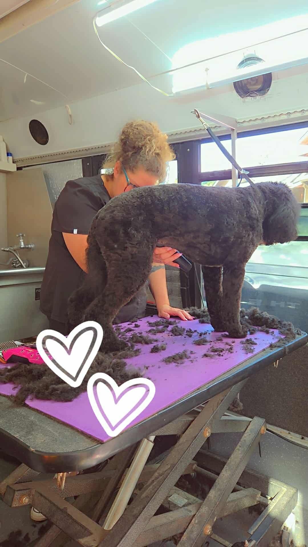 The Paww Spa grooming photo
