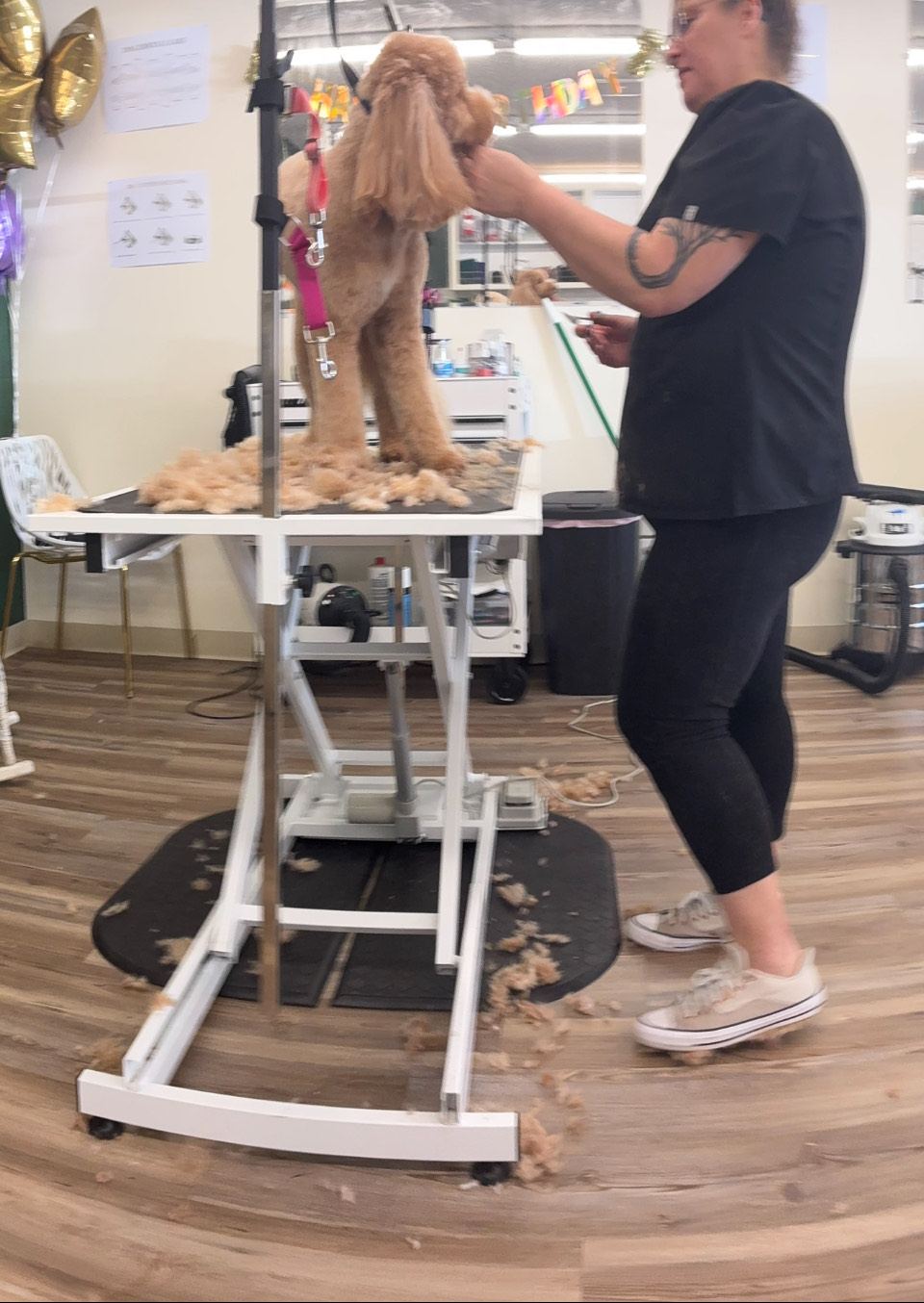 The Paww Spa grooming photo