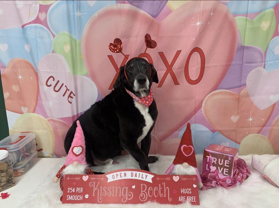 The Paww Spa grooming photo