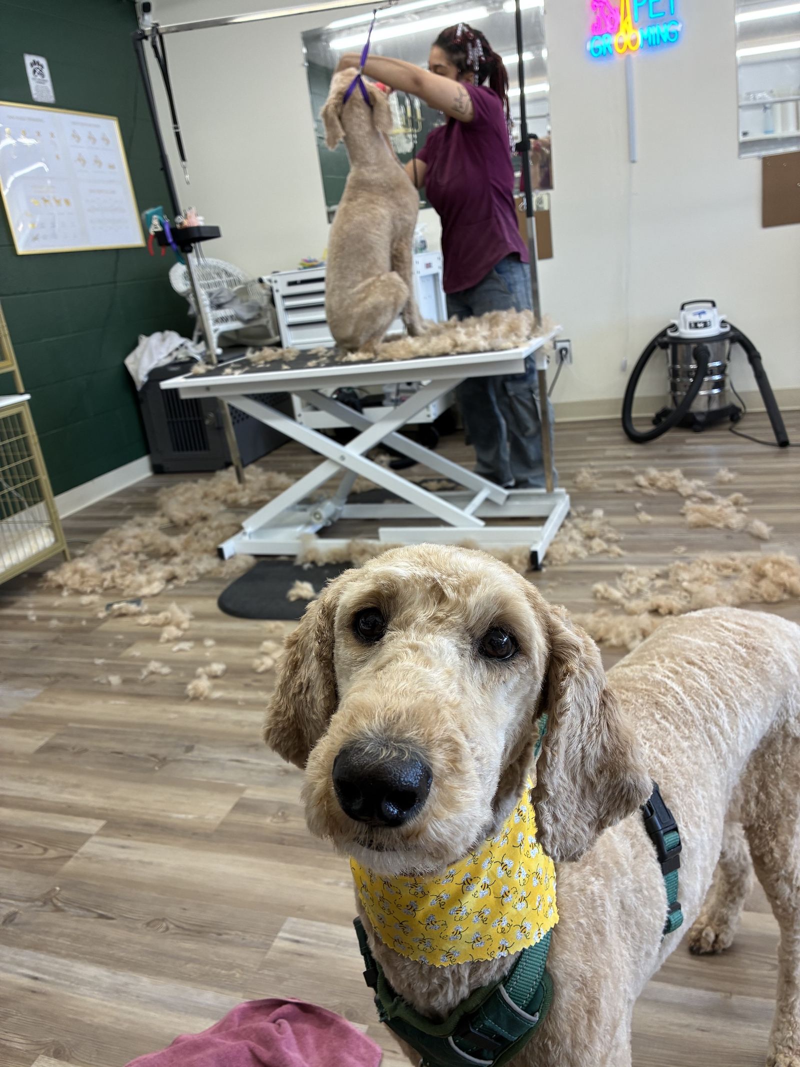 Happy doodle in a yellow bandana after grooming at The Paww Spa