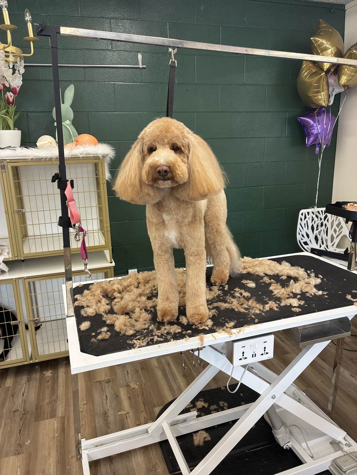 Tidy-Ups in Between Grooms at The Paww Spa