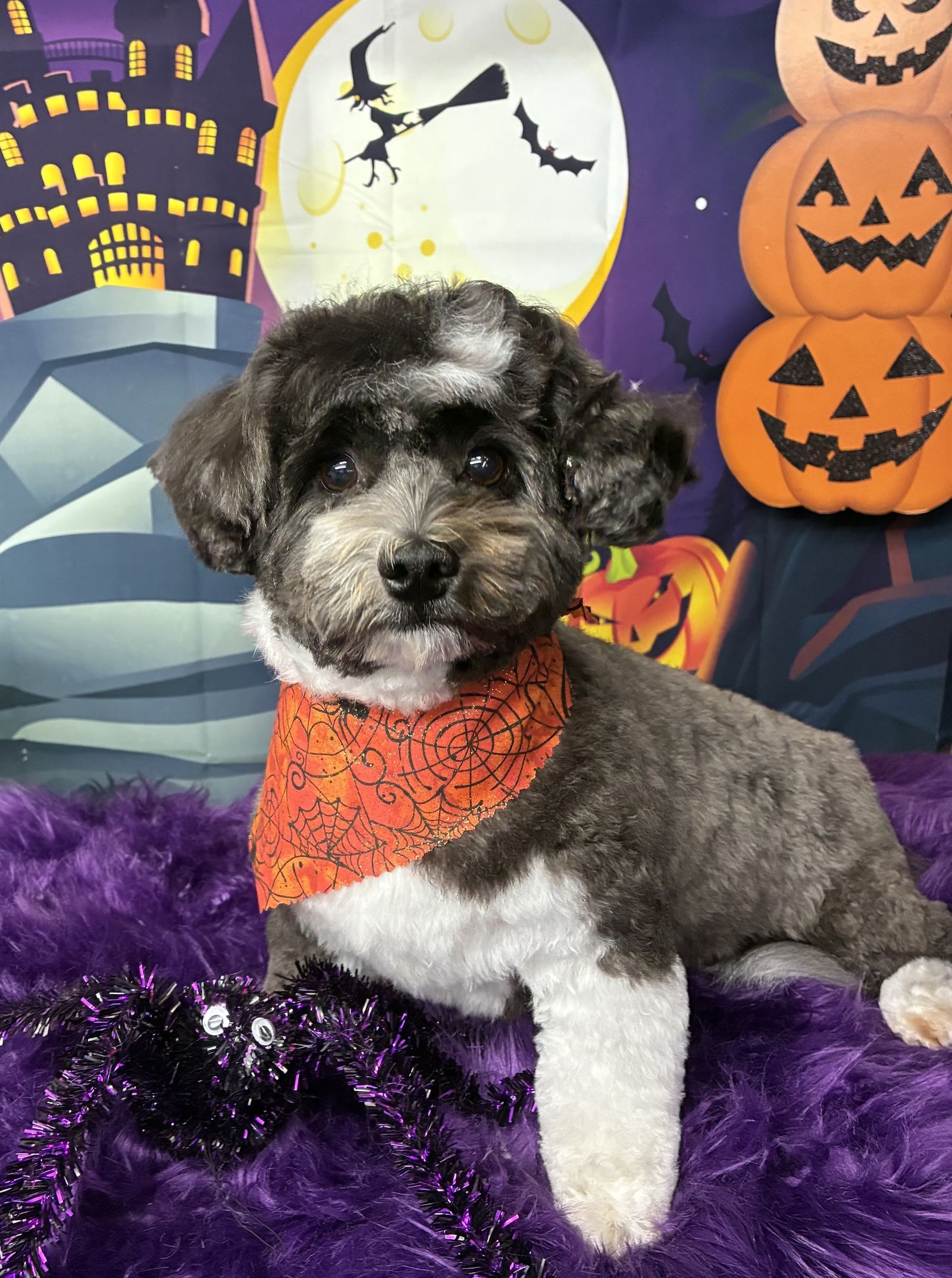 The Paww Spa grooming photo