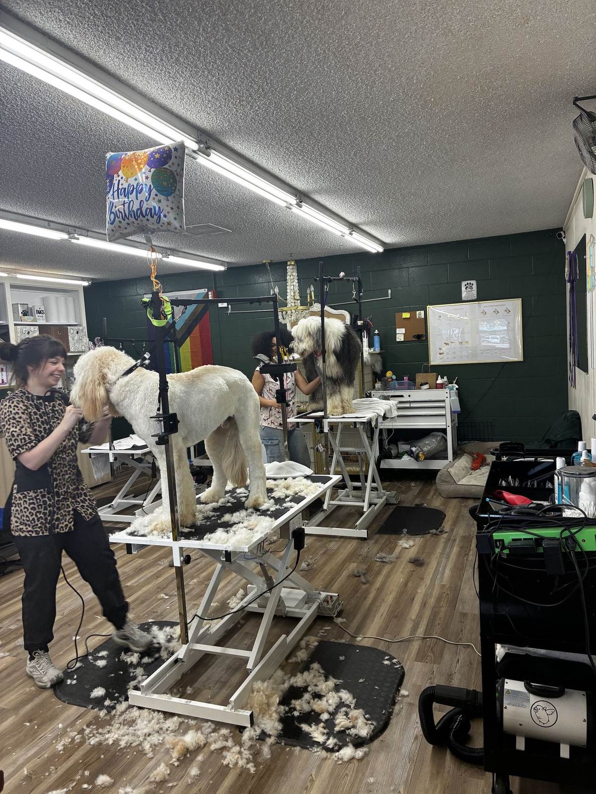 The Paww Spa grooming photo