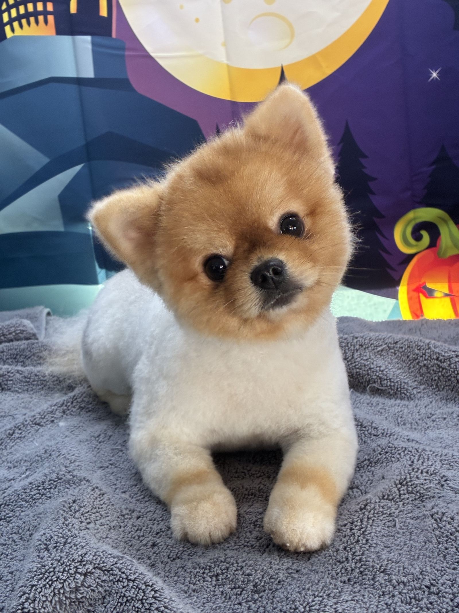 The Paww Spa grooming photo