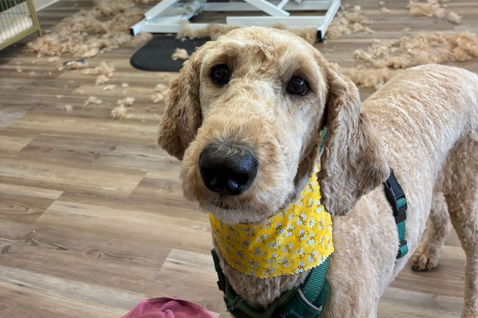Freshly groomed doodle wearing a yellow bandana at The Paww Spa
