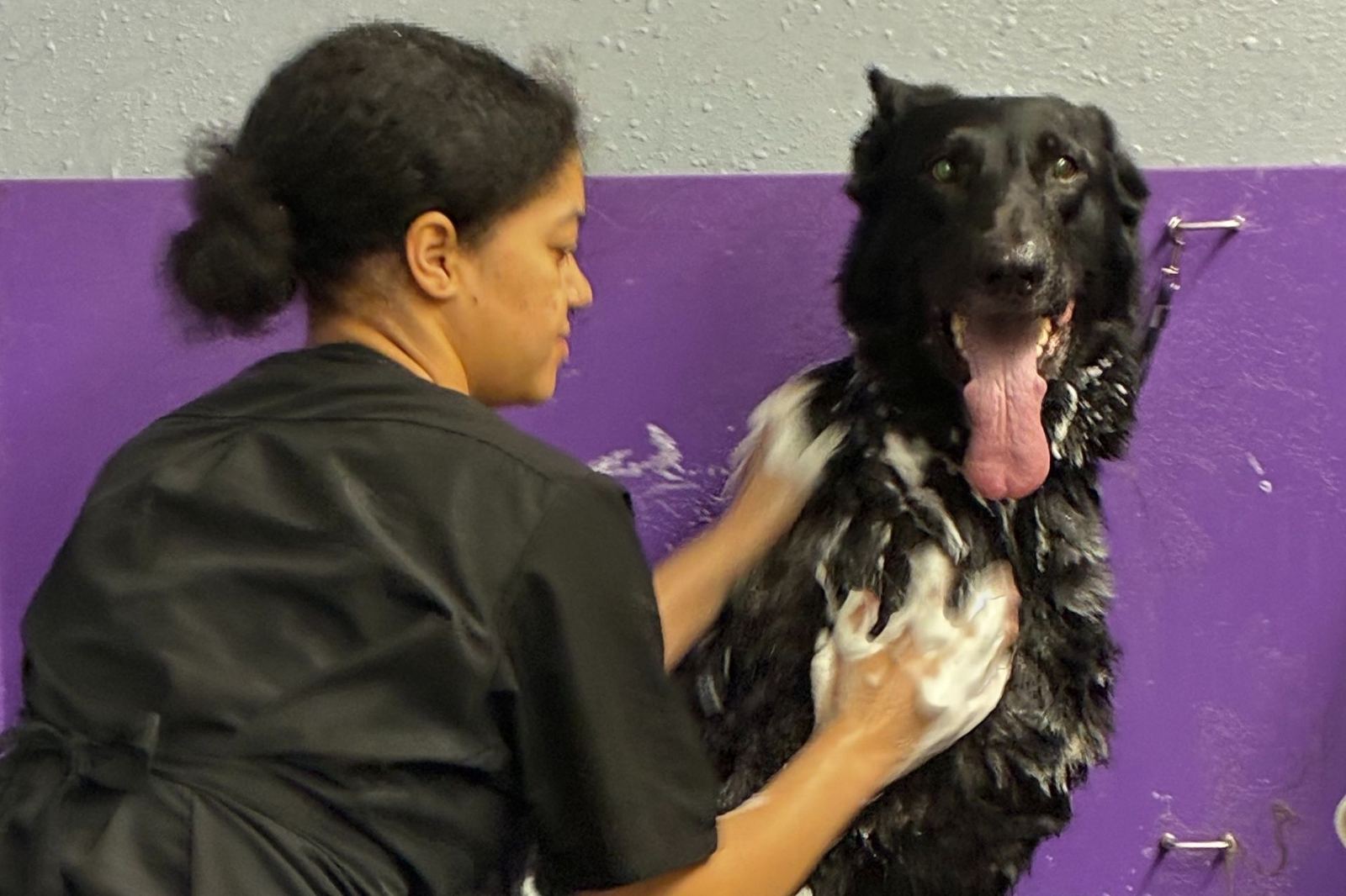 Medicated Pet Baths at The Paww Spa
