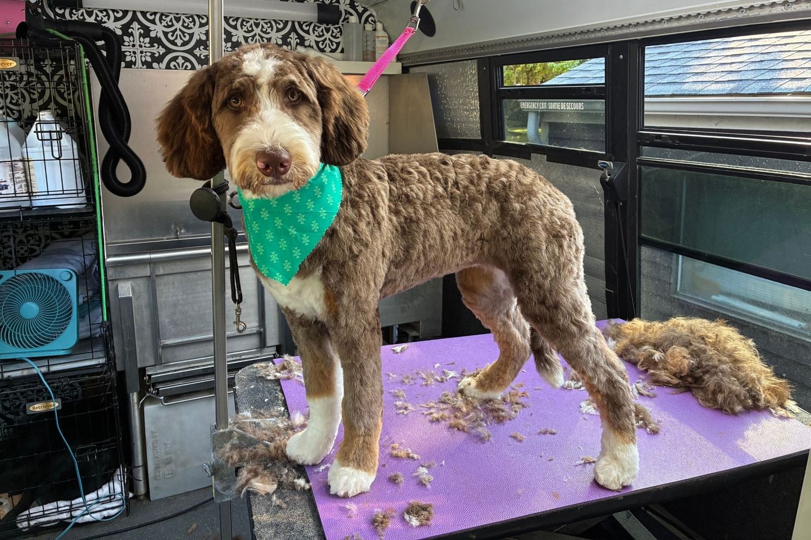 Full Dog Grooming at The Paww Spa