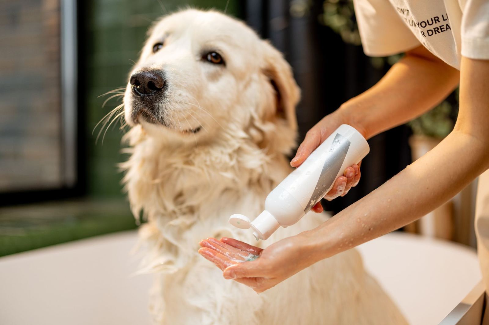 Flea Baths at The Paww Spa