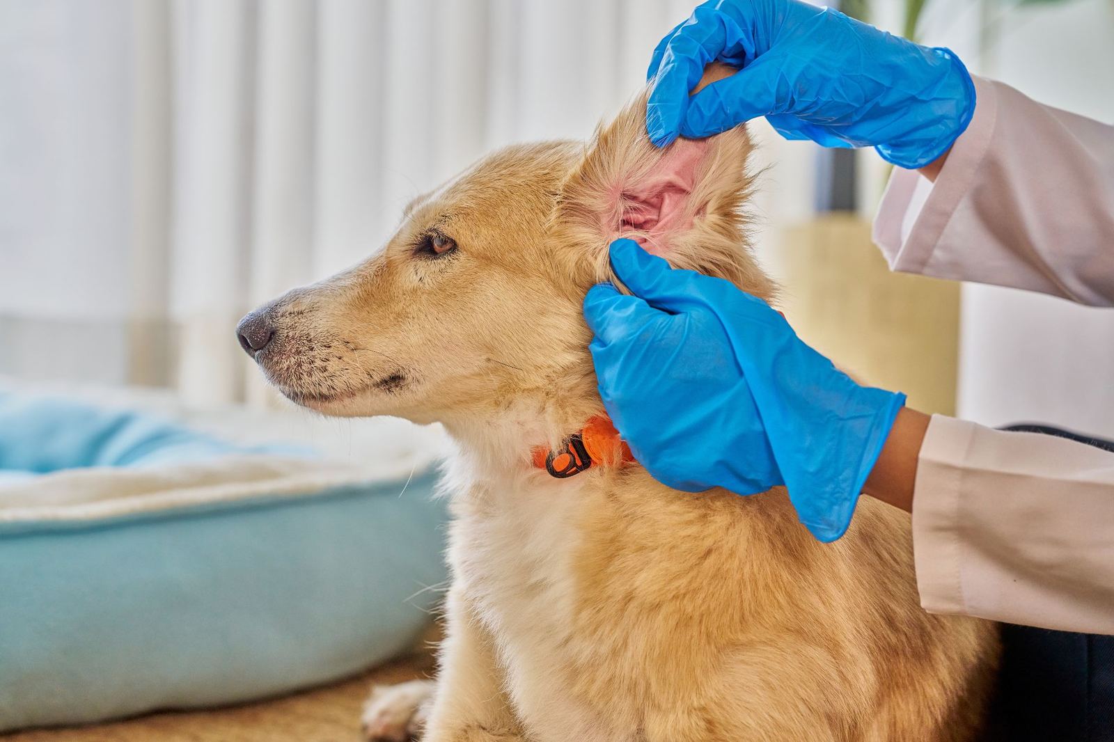 Ear Cleaning at The Paww Spa