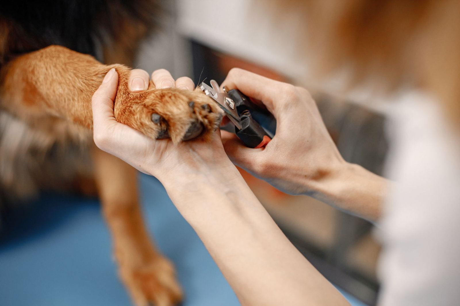 Pet Nail Trims & Buffing at The Paww Spa